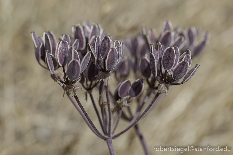 seeds